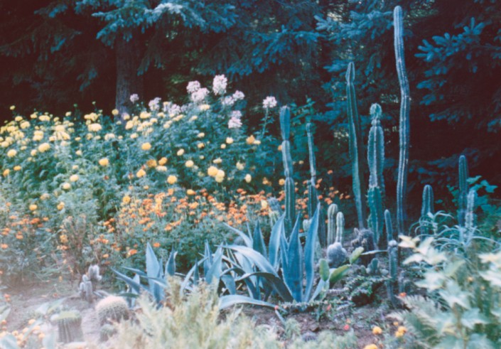 cacti_garden_01 Cacti Garden. Date unknown.