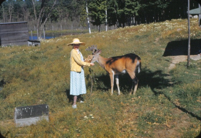 deer_pen_01 Deer Pen