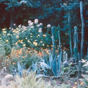 Cacti Garden. Date unknown.