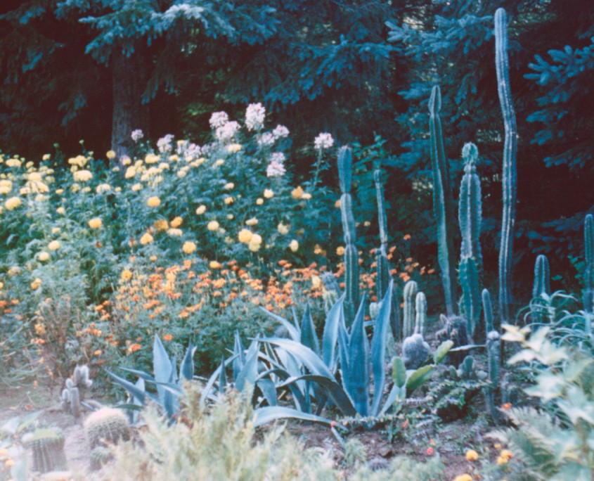 Cacti Garden. Date unknown.
