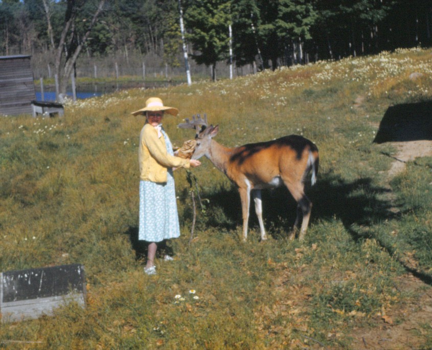 Deer Pen