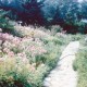 The Perennial Garden. Date unknown.